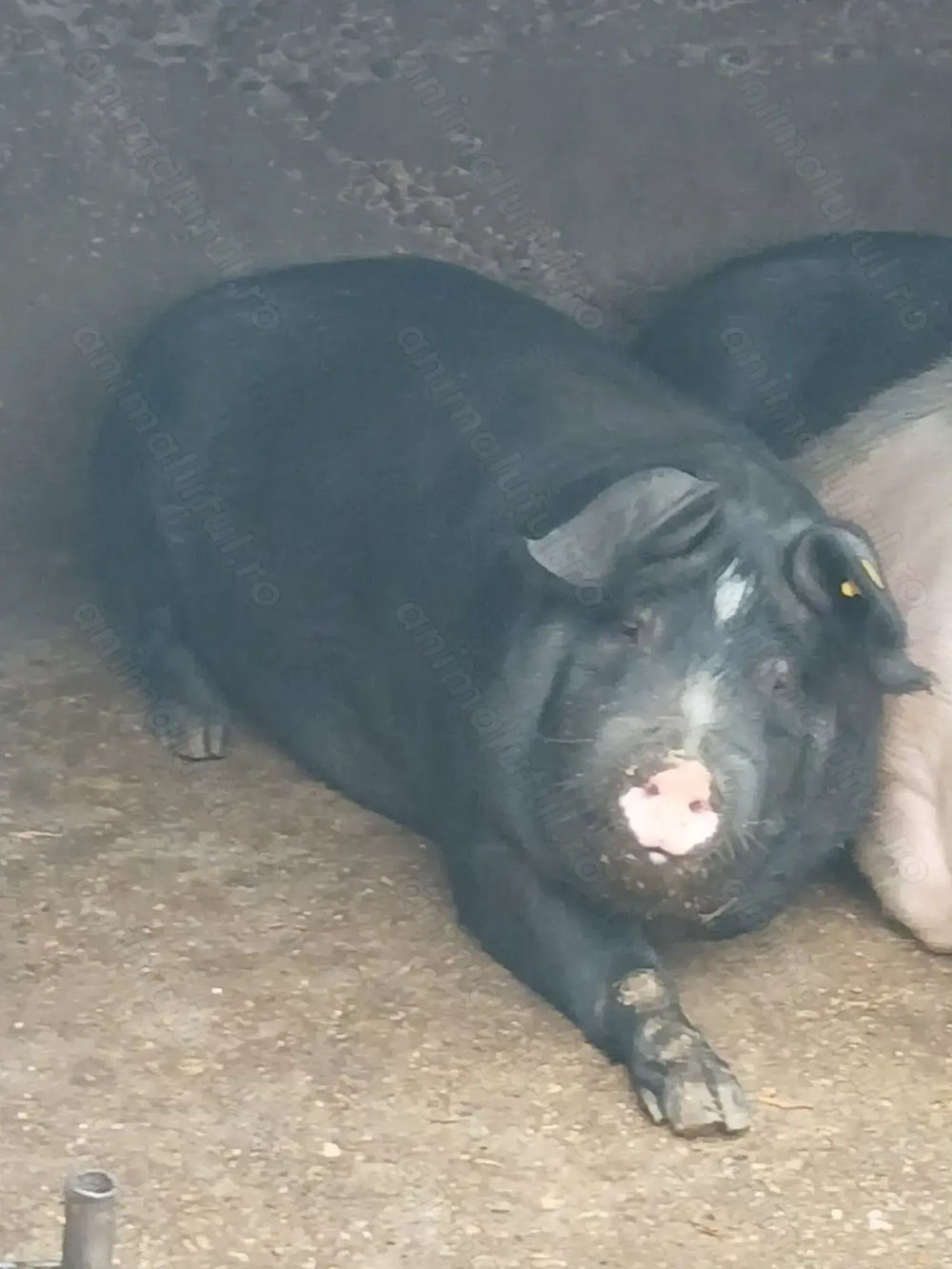 Porc gras de vânzare 