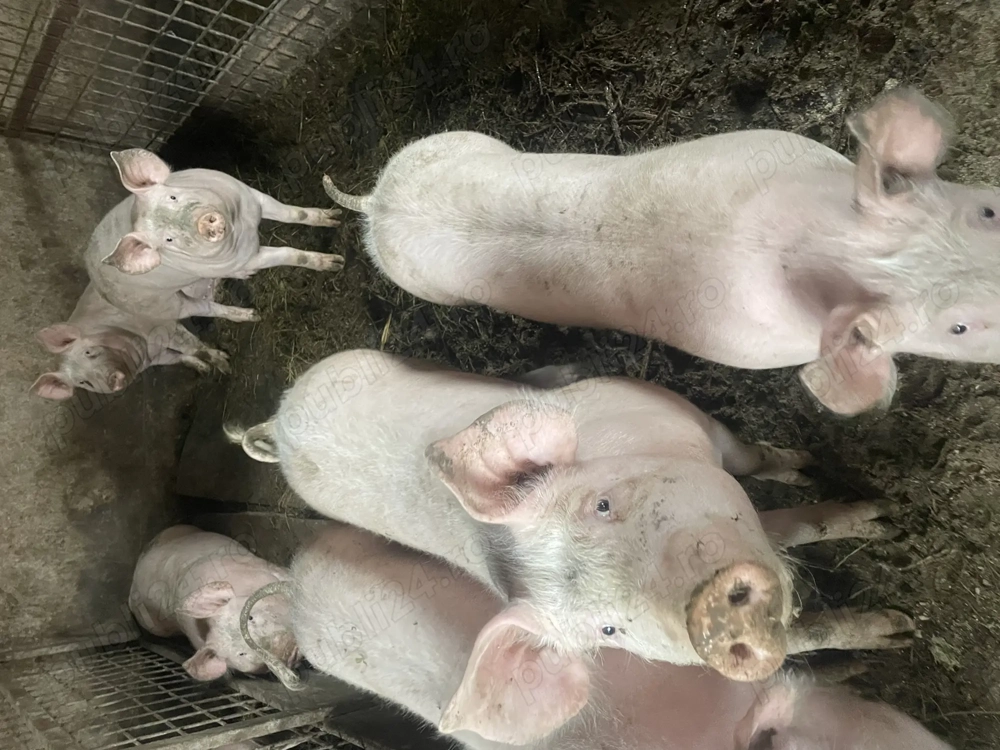 Vând porci de la 50 la 400 kg