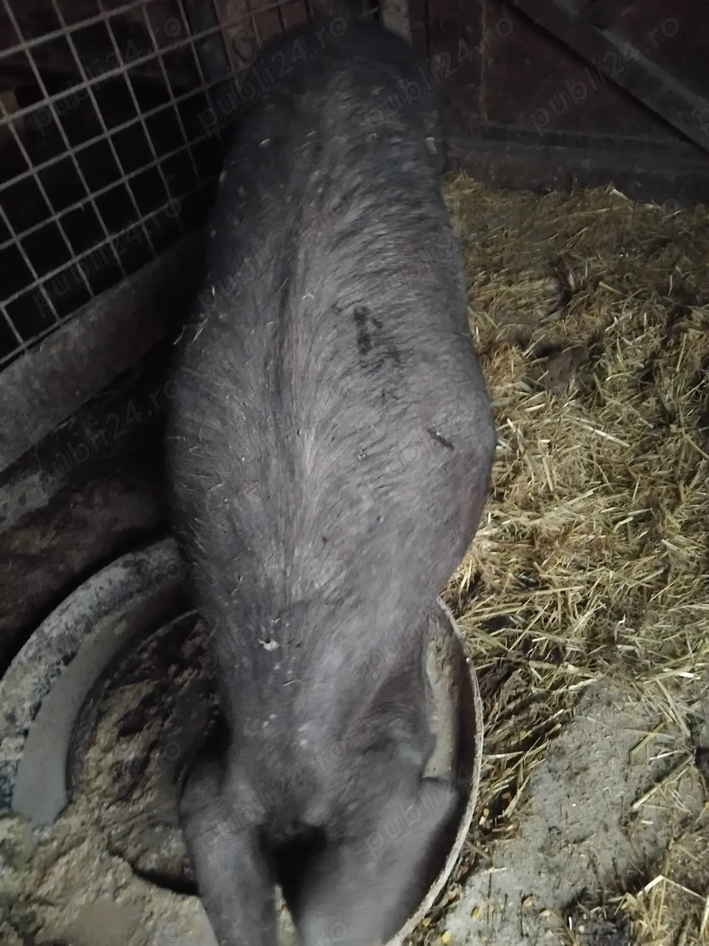 Scroafa 180 kg nu o fatat nikiodata