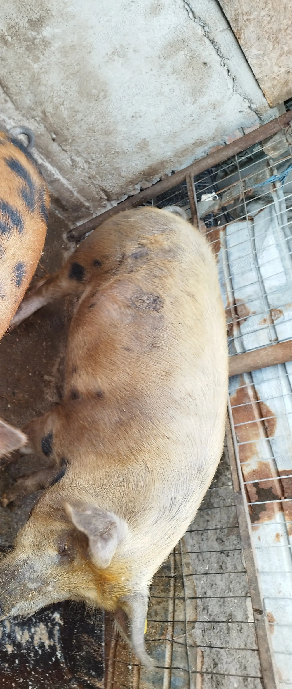 Vând porc 100 -110kg