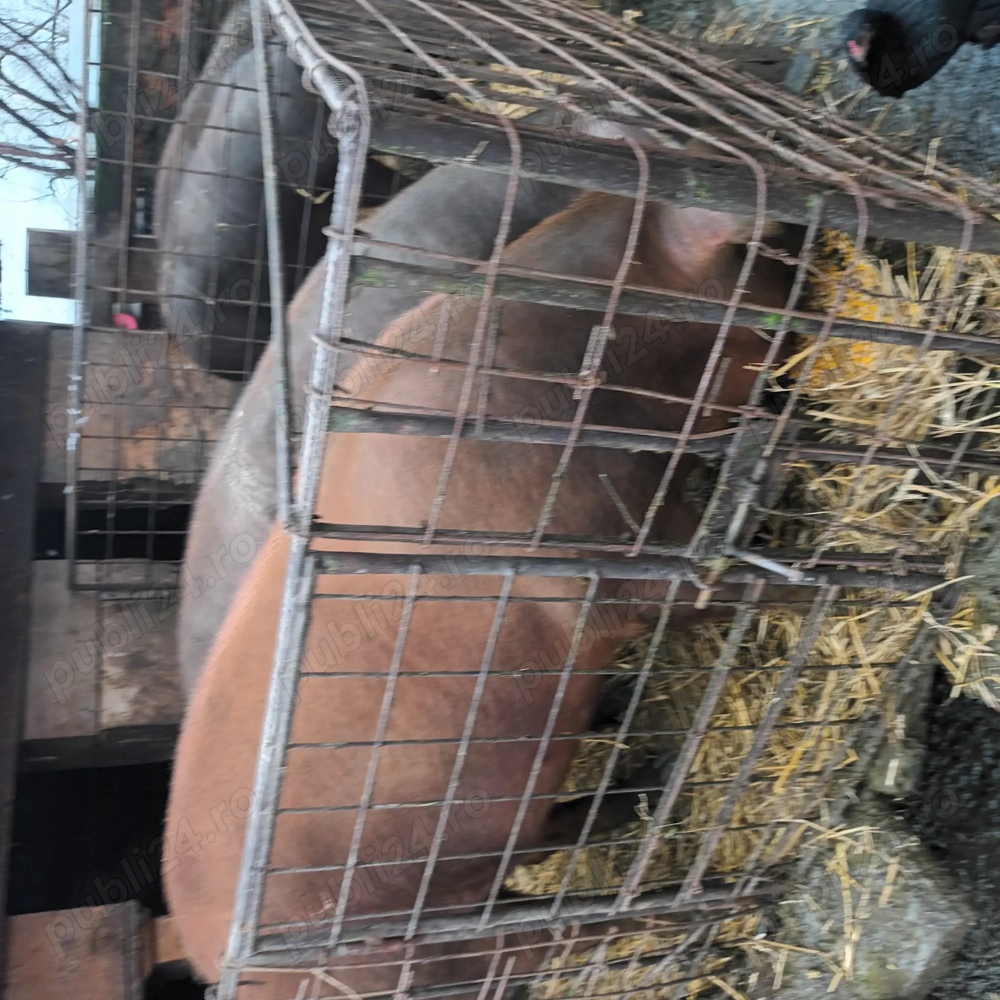Porci de vânzare Duroc 