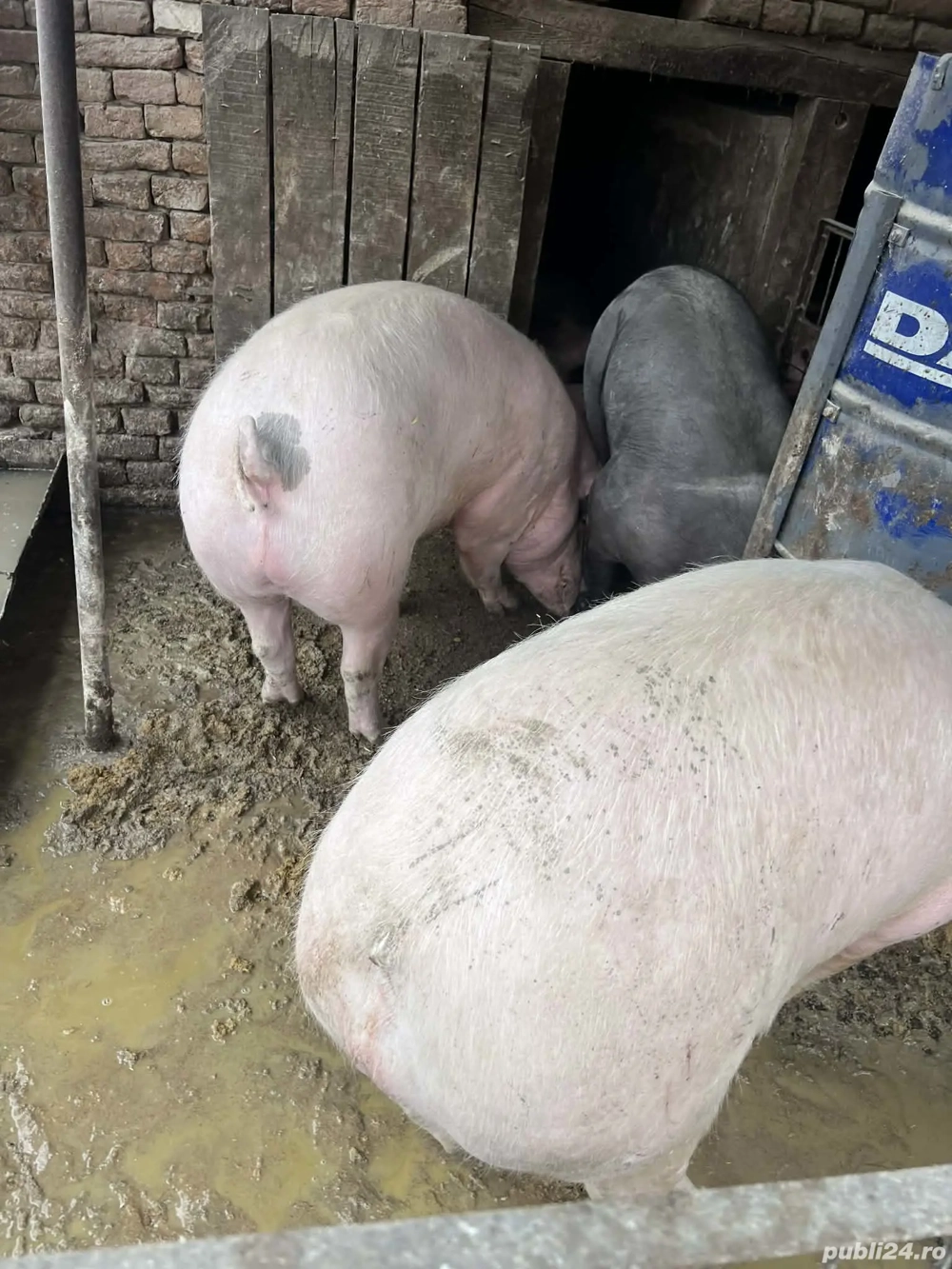 porci  150-300kg rada