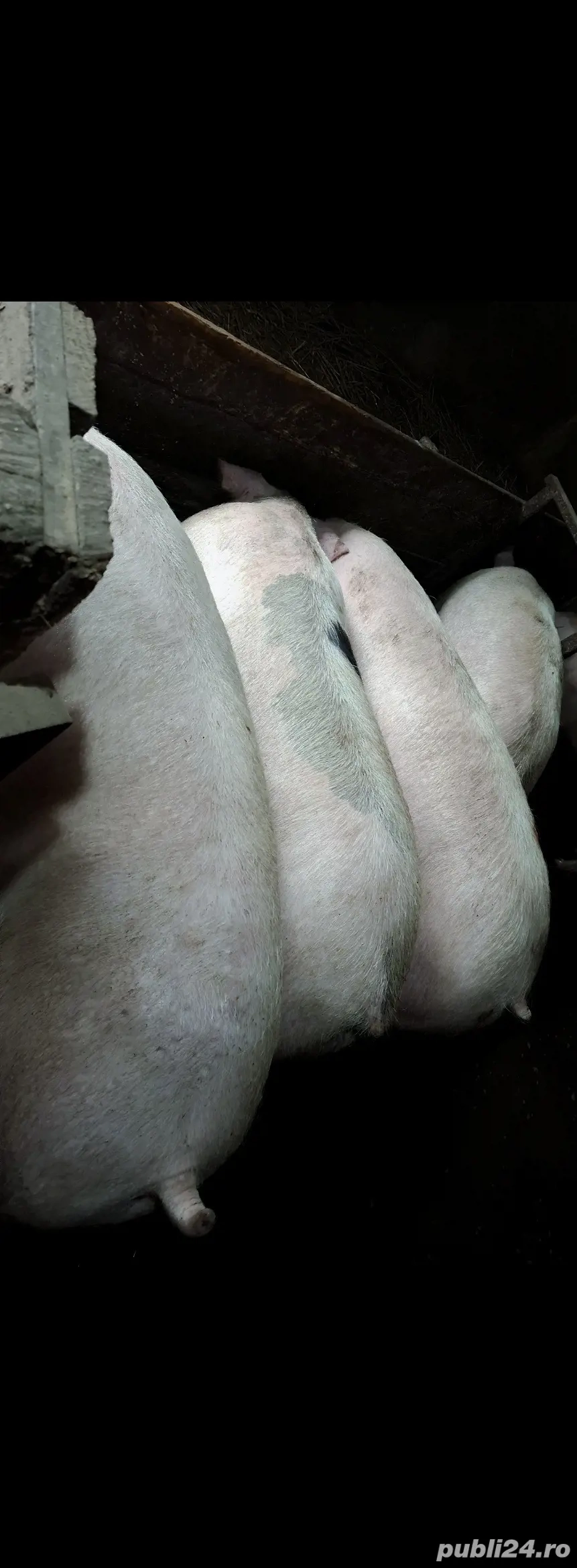 vand porc pentru craciun( CRESCUT CU CARTOFI FIERȚI )