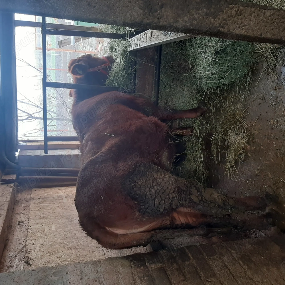 Vand vitea de un an din vaca bună de lapte