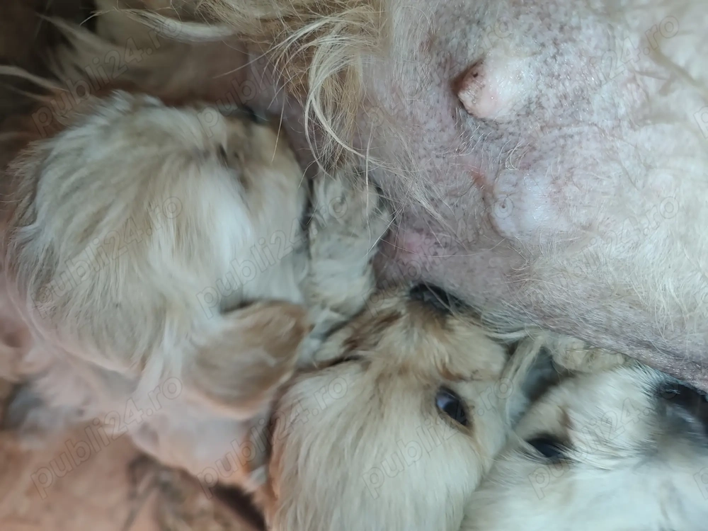 Bishoni talie mare și 