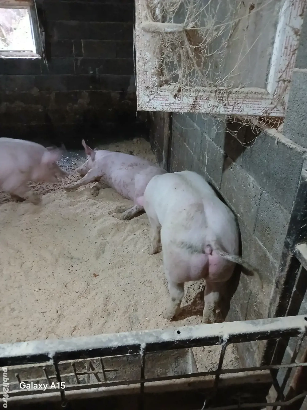 porc de carne 90-110 1 la alegere