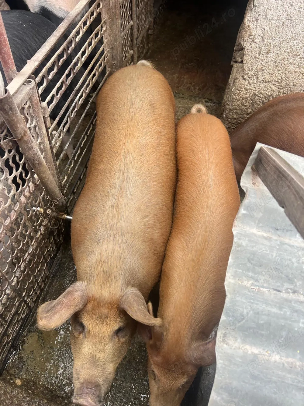 Vand porci și purcei