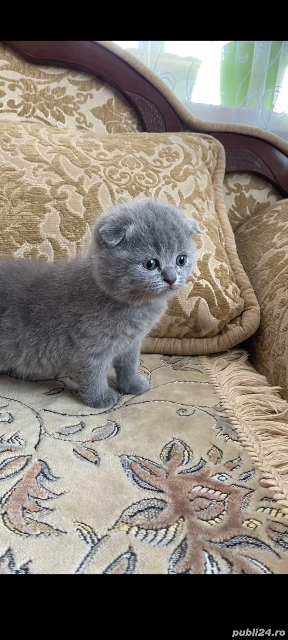 scottish fold blue!!!