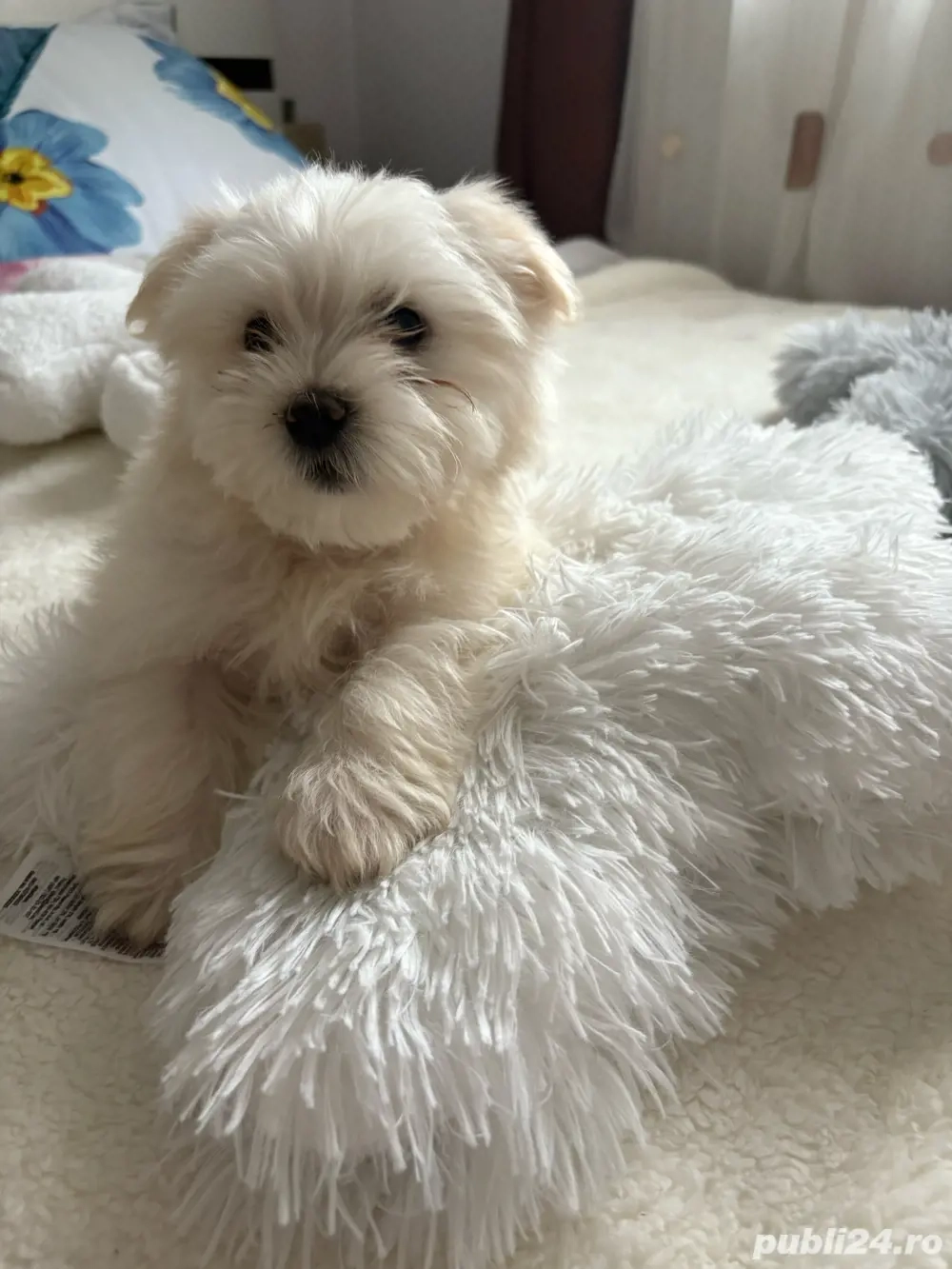 Puiuți bichon maltez , cadoul perfect pentru Craciun     