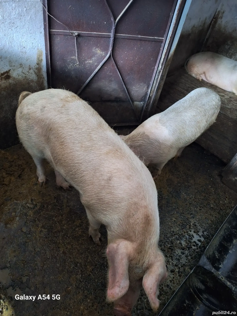 Porc din rasa marele alb