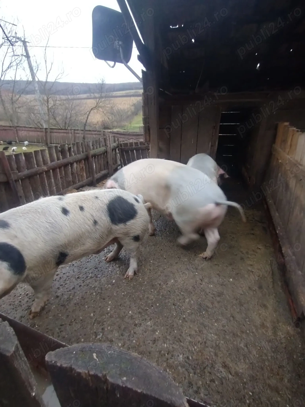 Vand  porci  pt  sacrificat   crescuti  la  curte   furajati  natural  