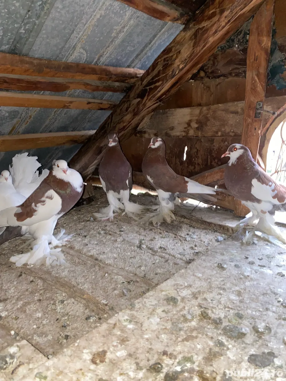 vand sau schimb porumbei incaltati 