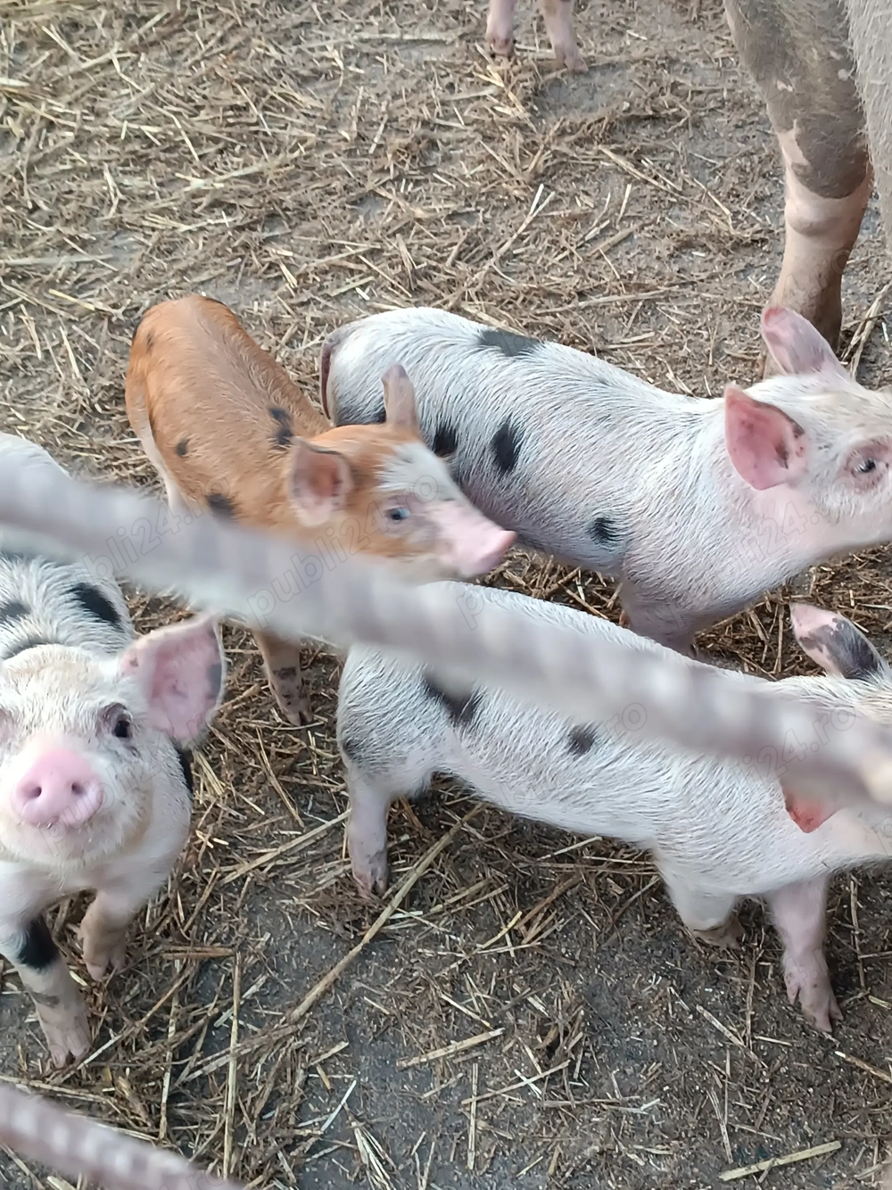 Vând purcei de diferite mărimi 