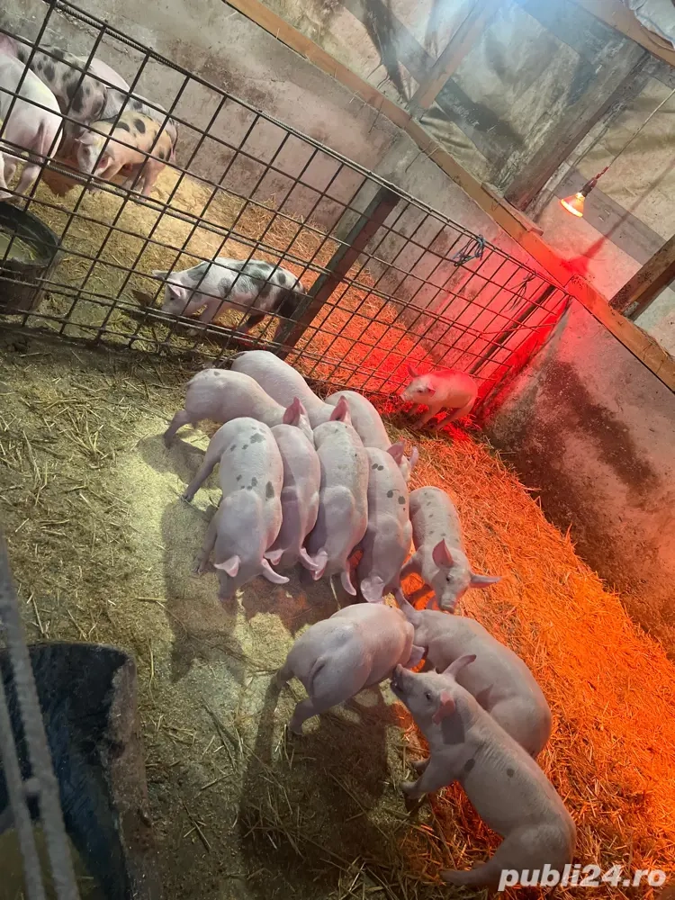 Purcei de vanzare ! 