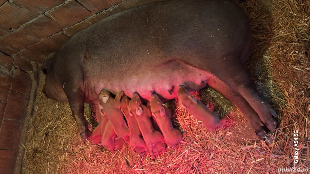 scroafa durok cu purcei de vânzare 