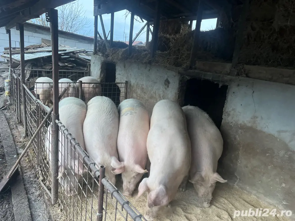 porci de vanzare 