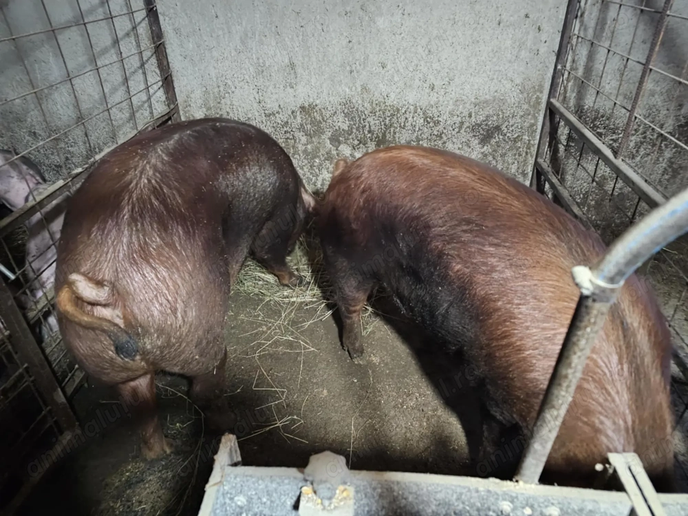 Vând porci Duroc și petrean cu duroc