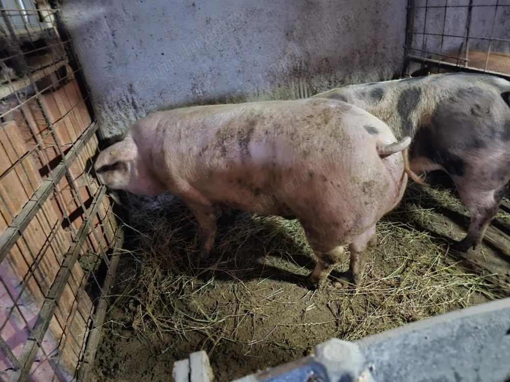 Vând porci Duroc Și Duroc cu petrean