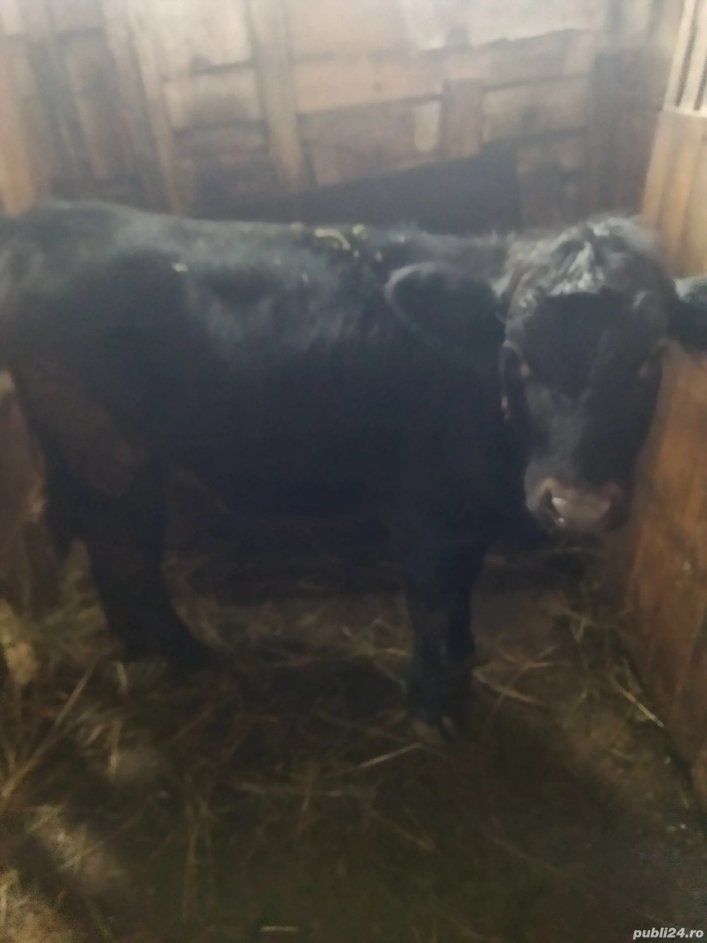 vând vițea de 6luni...