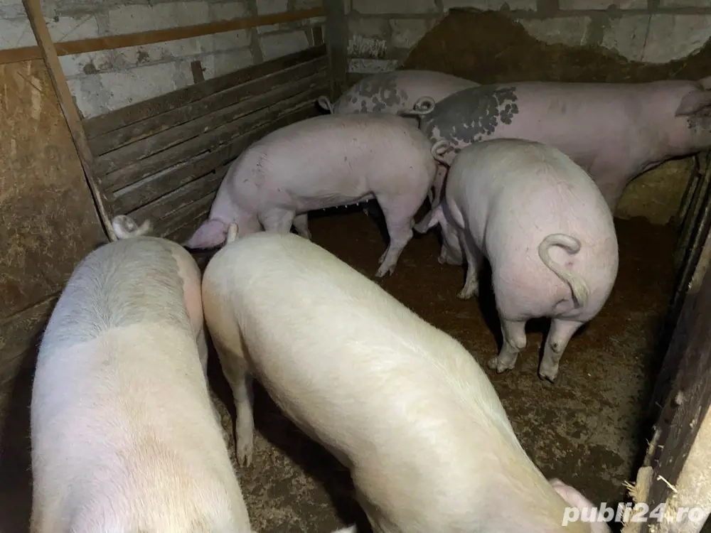 porci de vanzare