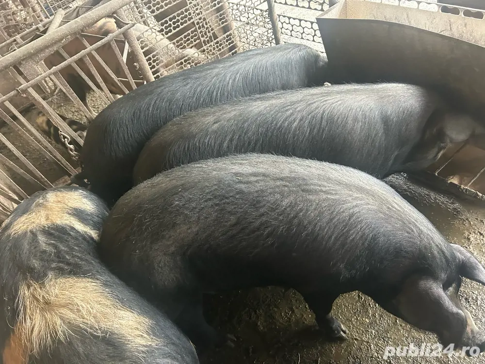 Vand porci pt masa de craciun