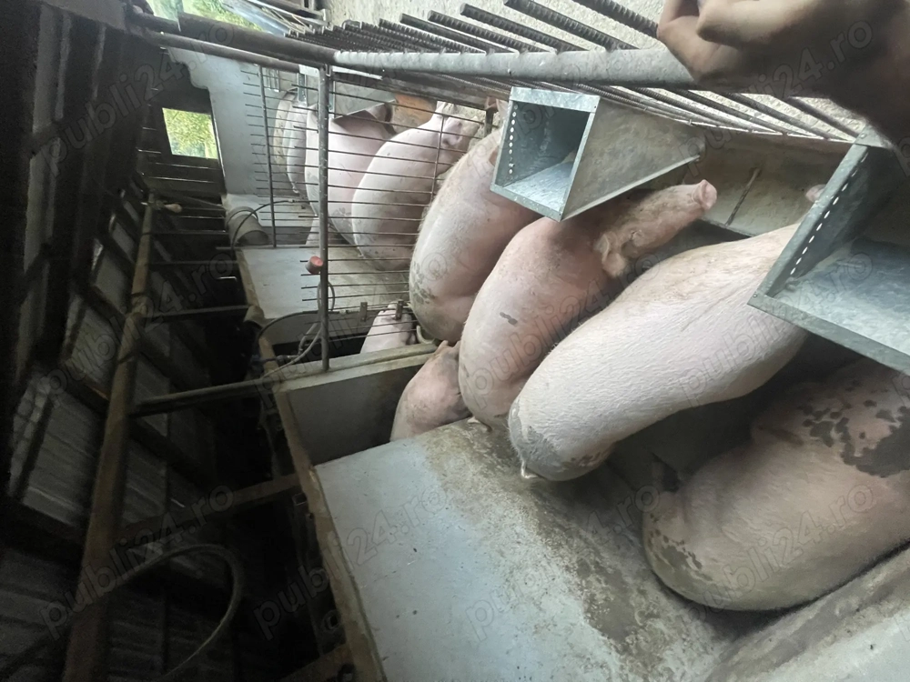 Porci de vanzare !!!