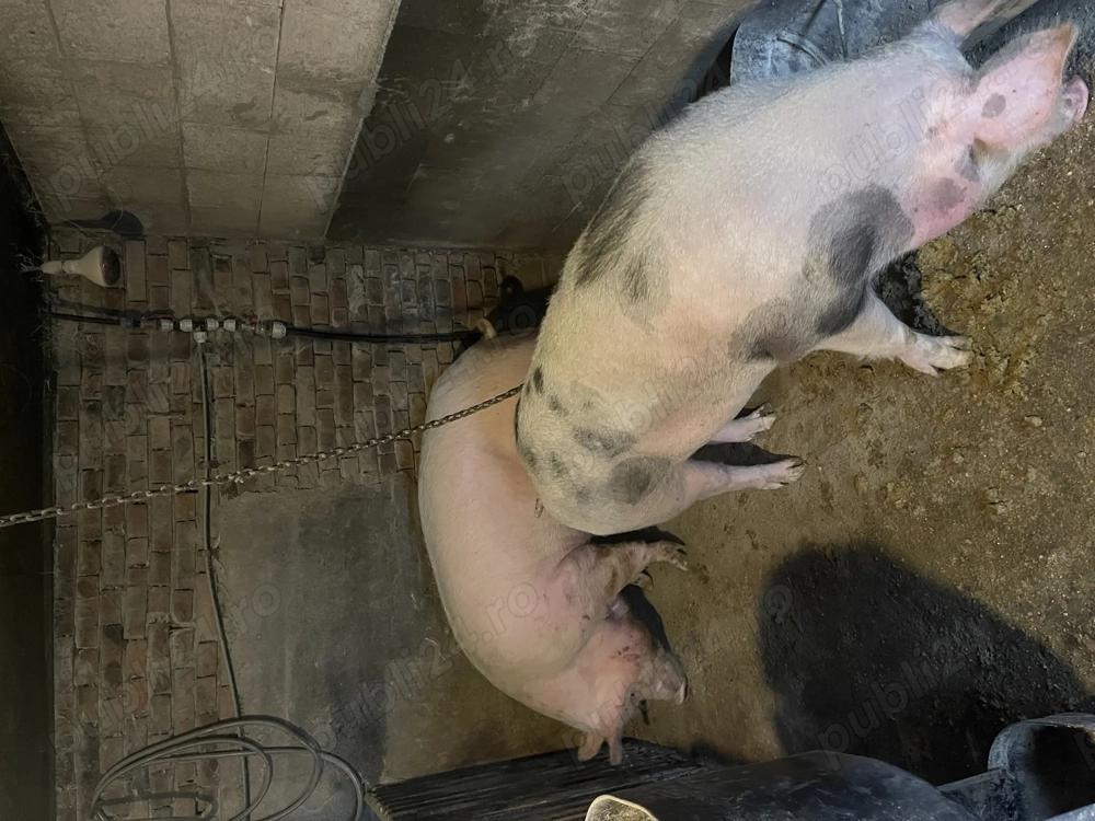 Porci de vanzare !!!