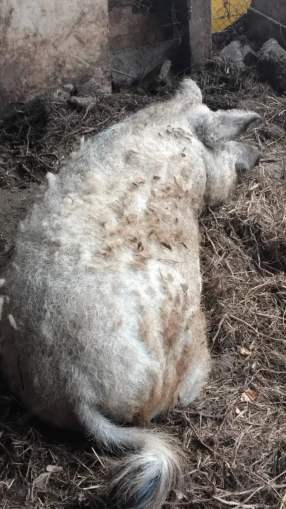 Porc rasa mangalița 