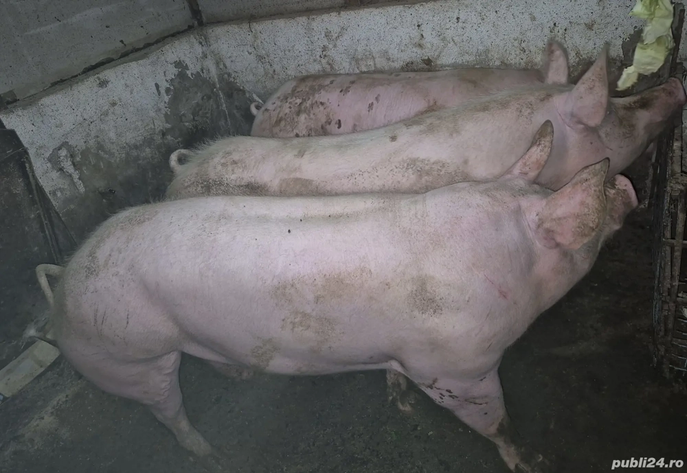 Vând porci pietrean 