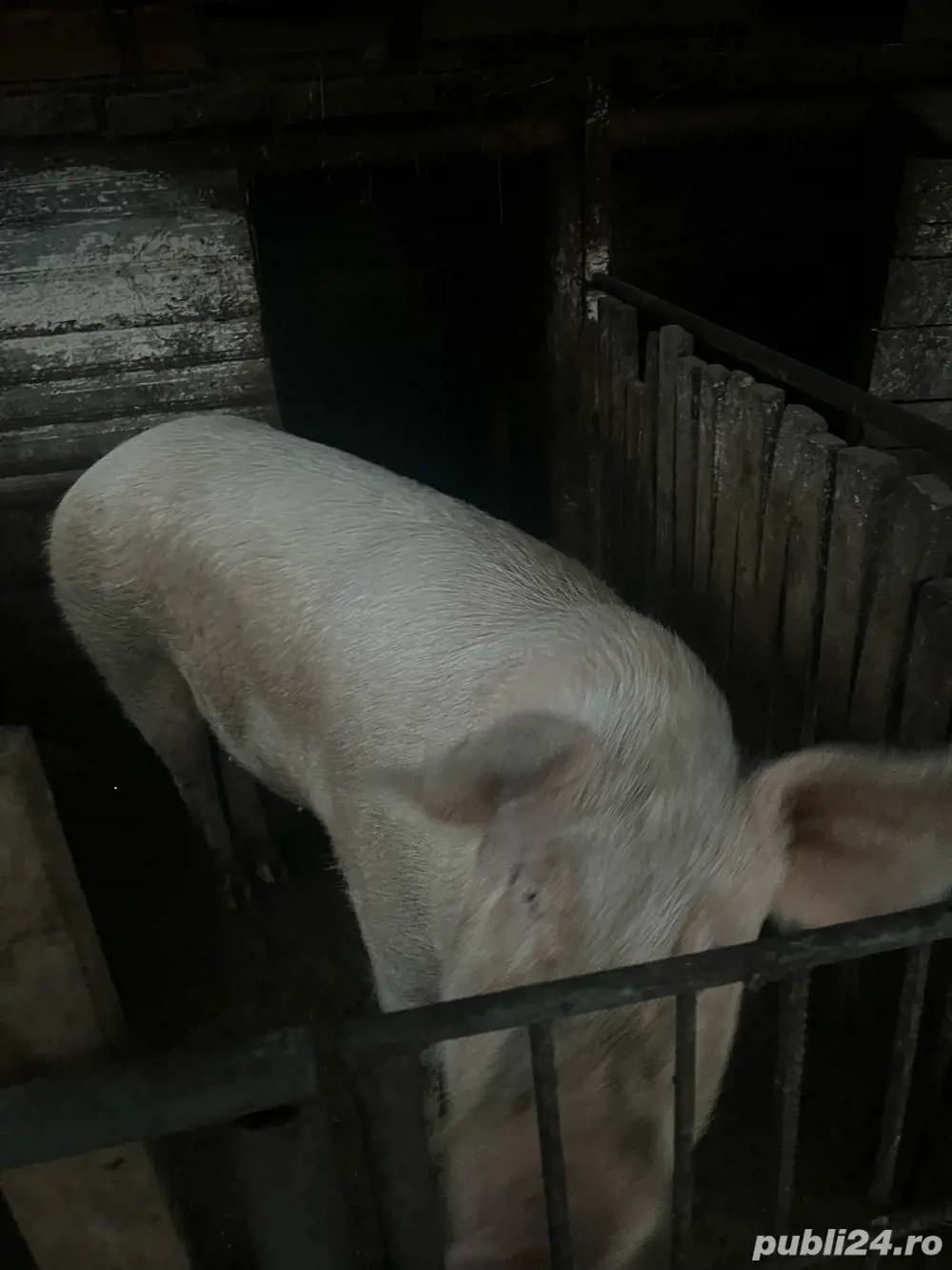 Porci sănătoși de vânzare   200 250 kg, hrăniți natural