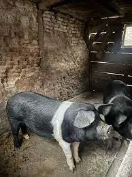 Porc Bazna 130kg