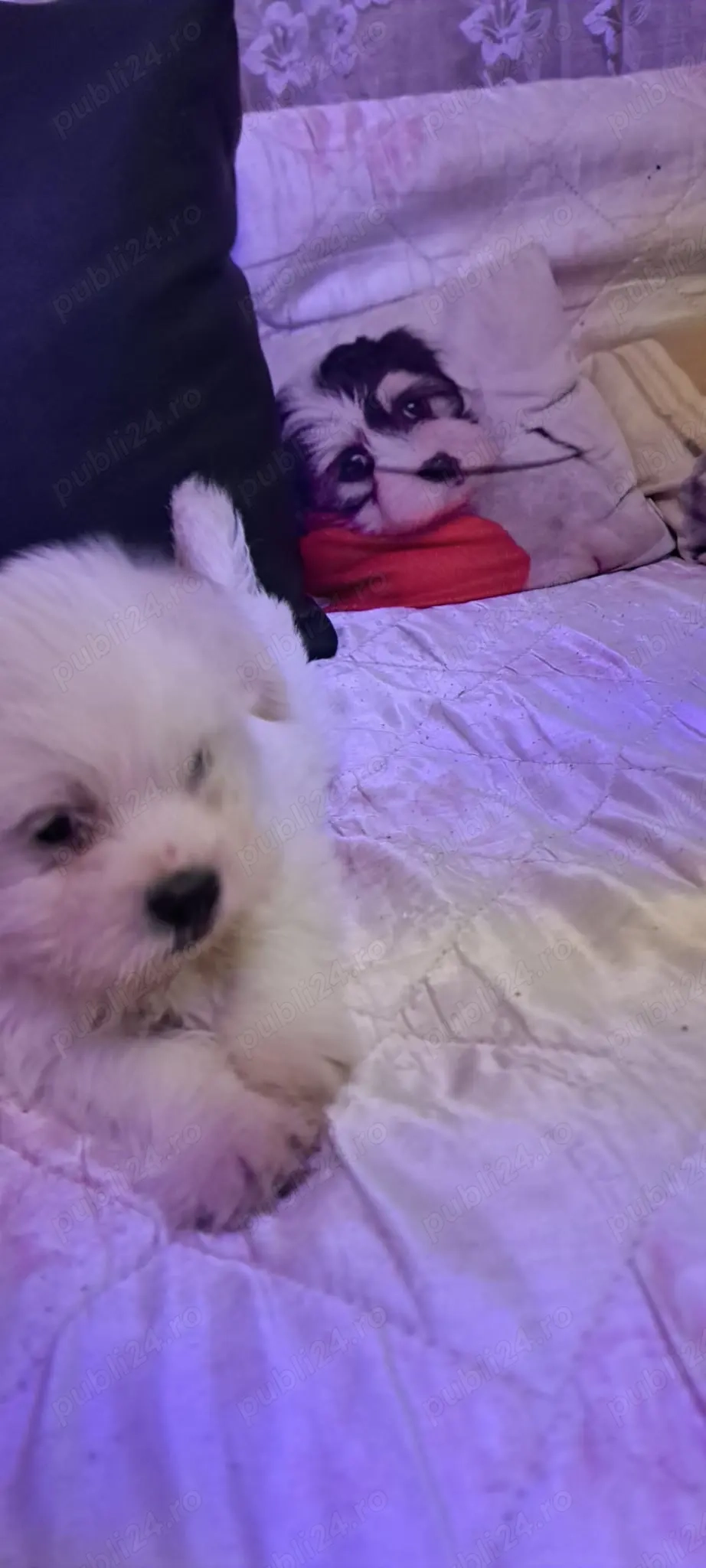 Bichon maltez cauta nou stăpân 