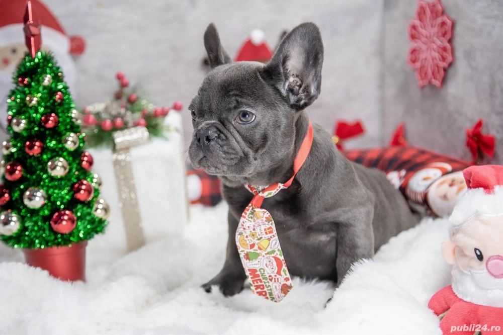 Bulldog Francez - blue cu ochii albastrii - posibilitate transport - buldog francez 