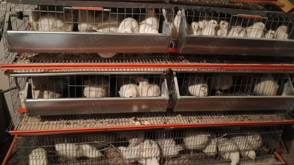 Prepelite polare xxl