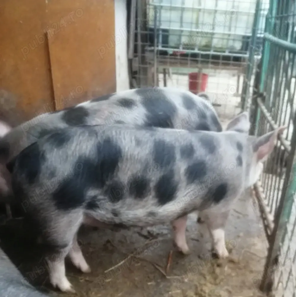 Porci pentru sacrificat, Valea Largă, Mureș