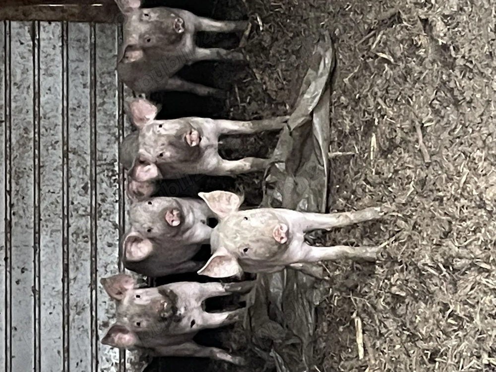 Vând purcei de carne