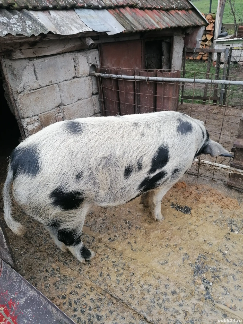 Porci de vânzare crescuți în gospodaria proprie 150 170 kg