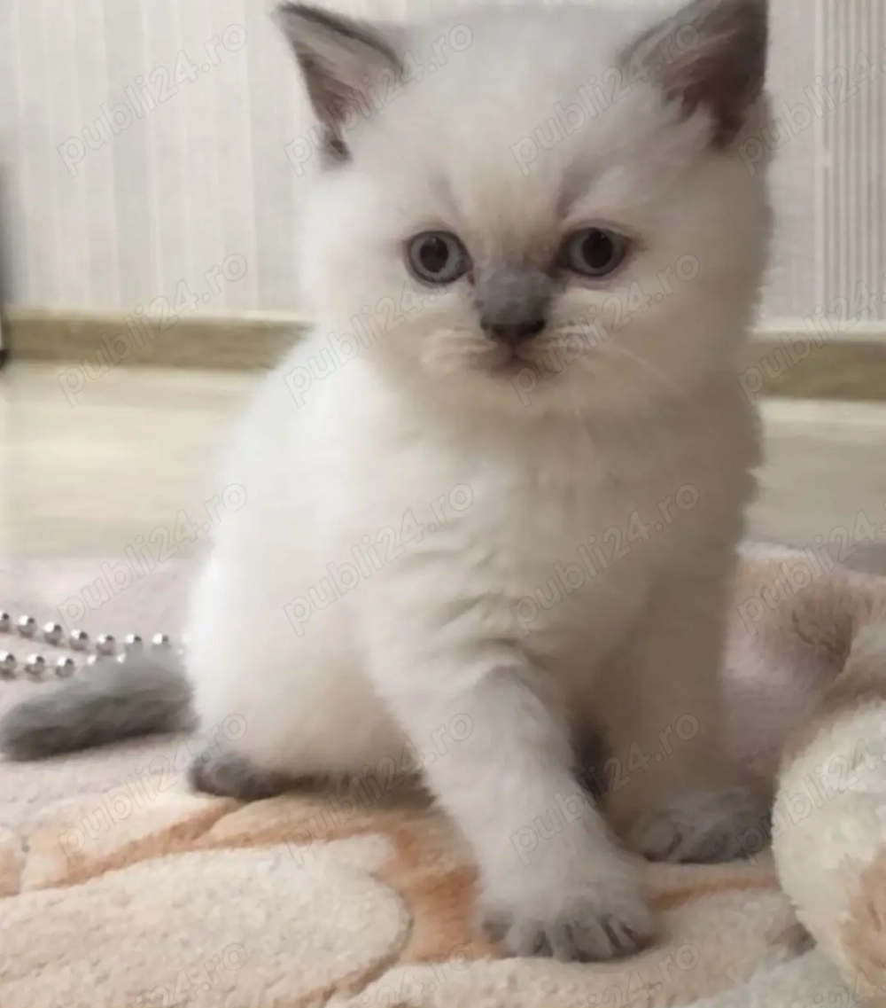 Puiuți British Shorthair Blue Point 