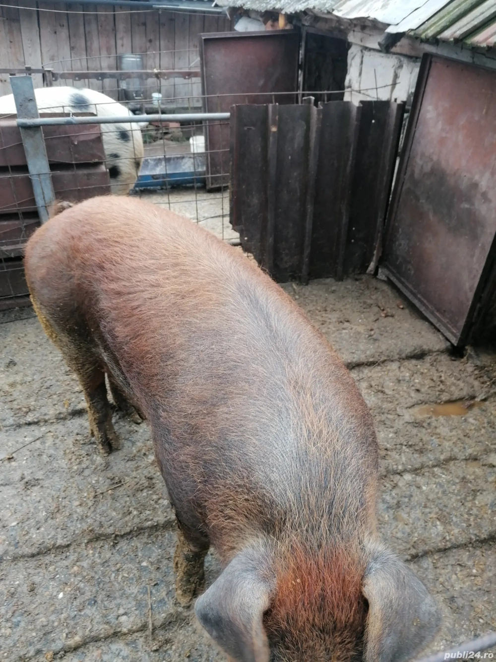 Porci de vânzare crescuți în gospodaria proprie 150 170 kg