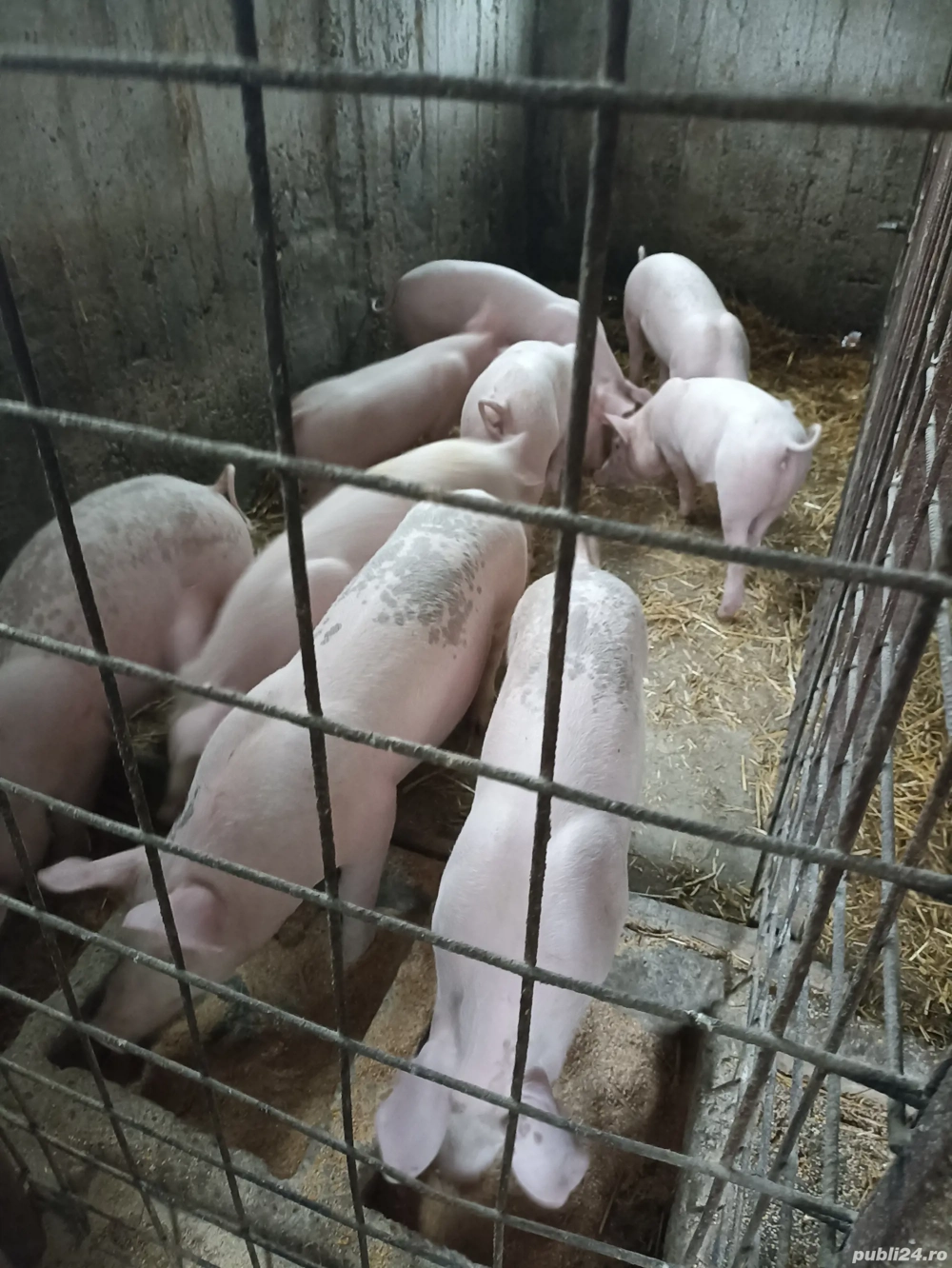 Vând Purcei de rasă 