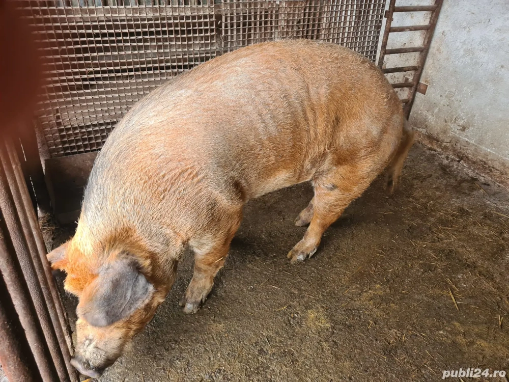 Porc pentru sacrificat.