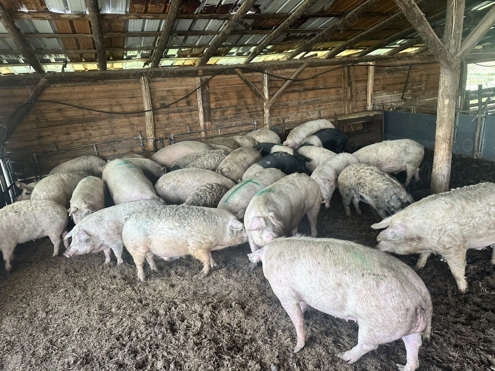 Vindem crescuți natural la tara avem de la 100-300kg