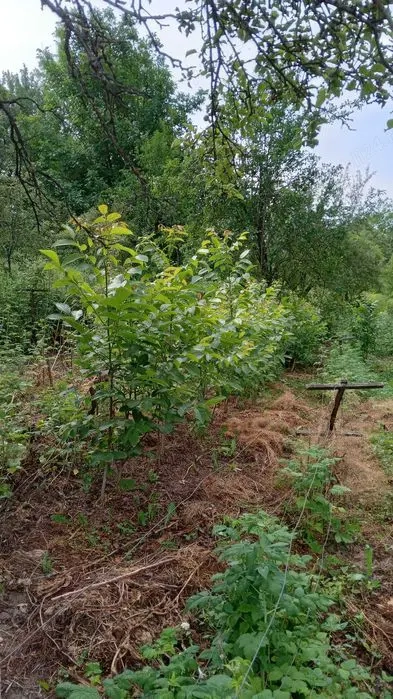 Vand puieti de nuc autohton