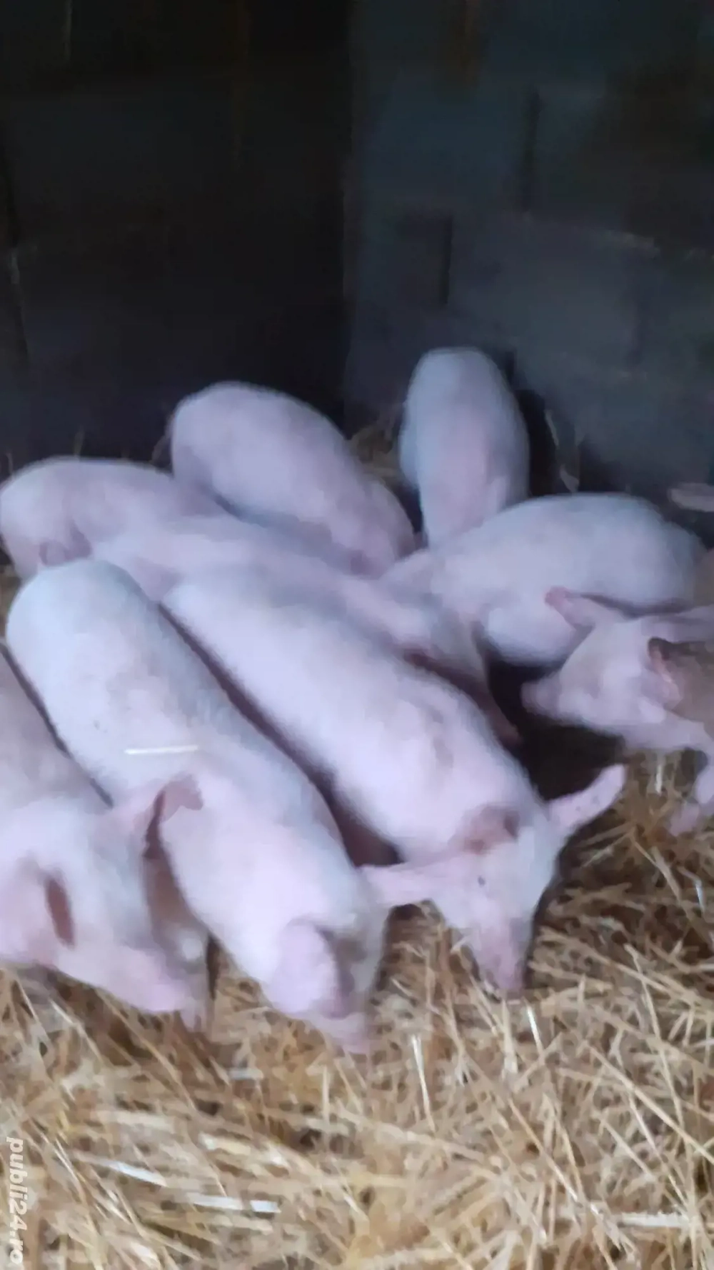 Purcei montată artificiala landras cu pietran 7saptamâni 