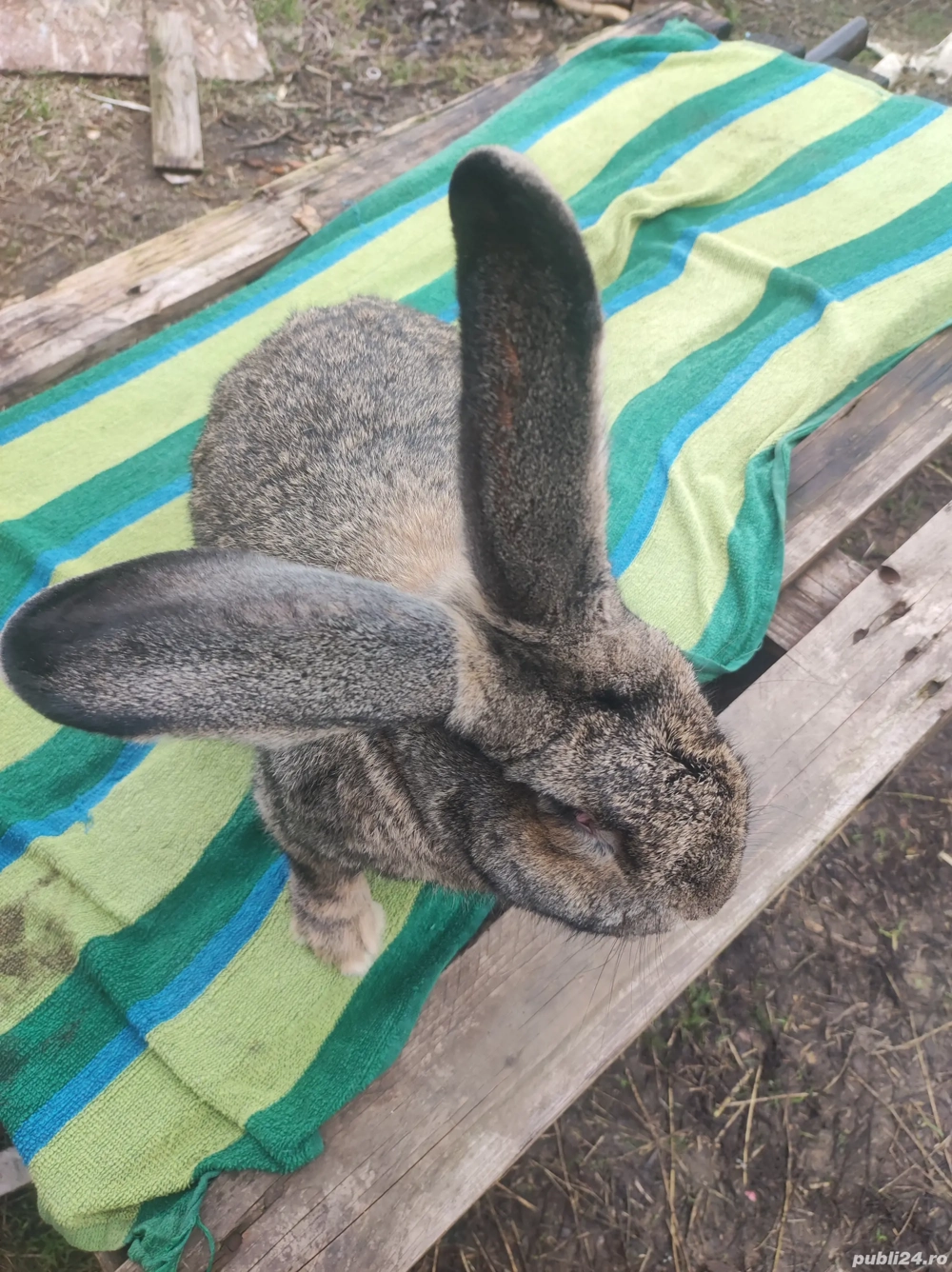 Iepure Urias German Mascul 