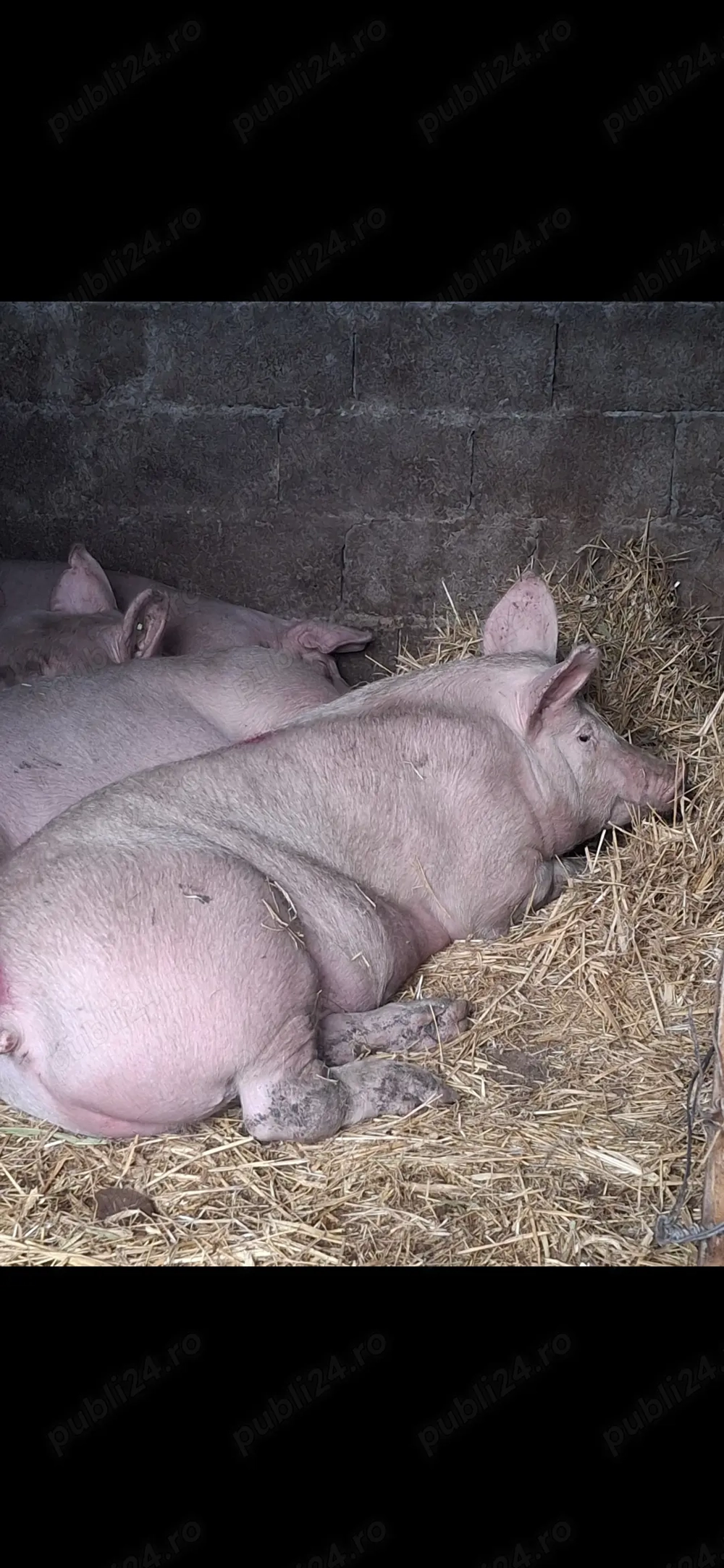 Vând porci!! 120-130 kg