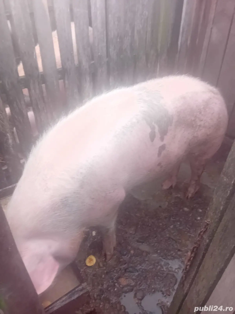 Vand porci de craciun 