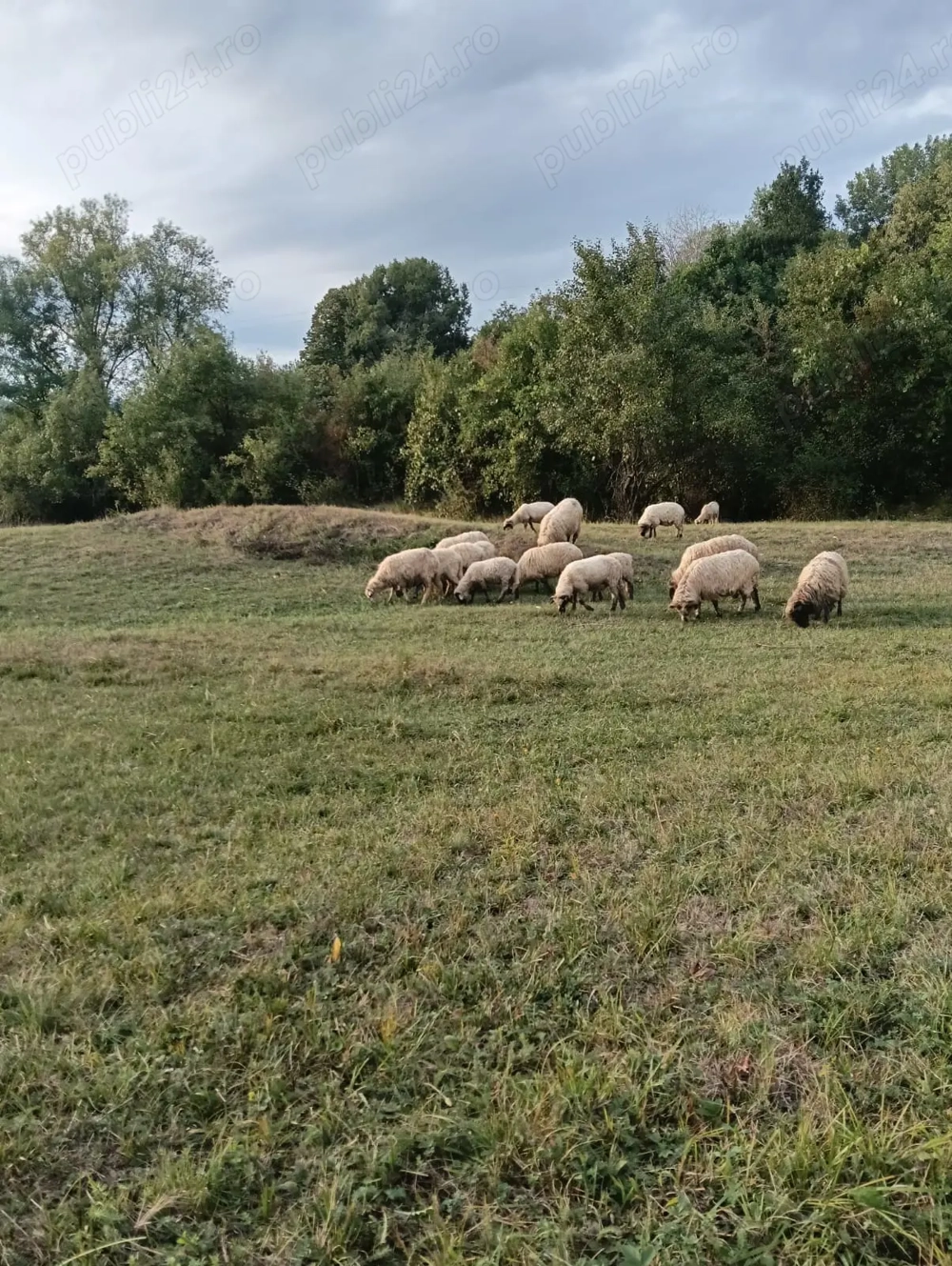 Vand miei oi  berbeci