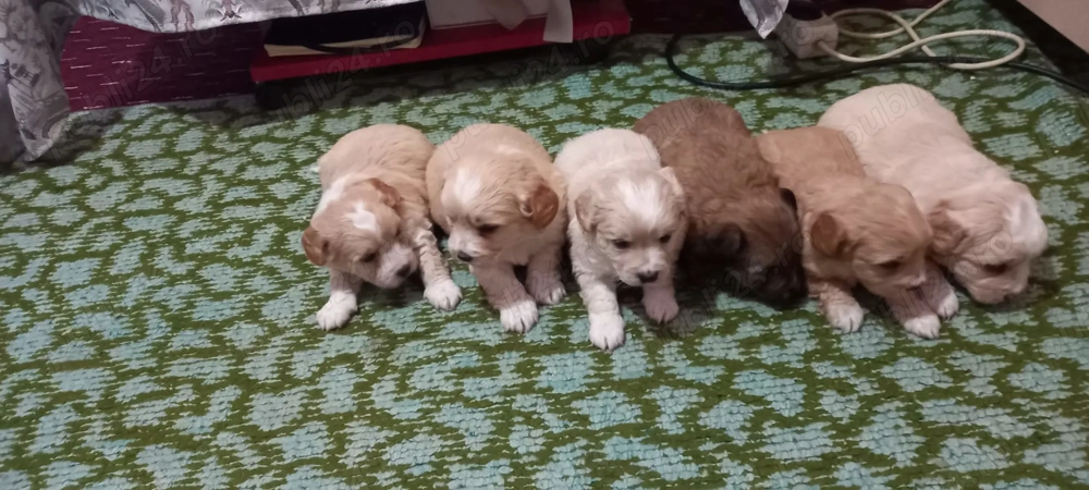 Pui cățel bichon ,ieftin pt iubitorii de animale! București 