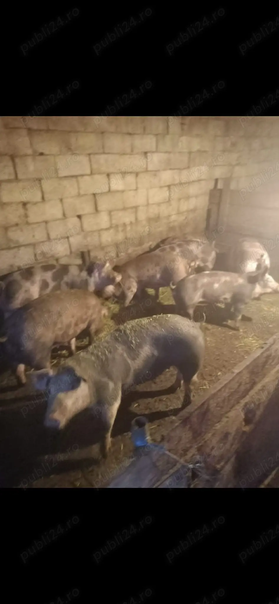 Vând porci pentru masă de Crăciun 